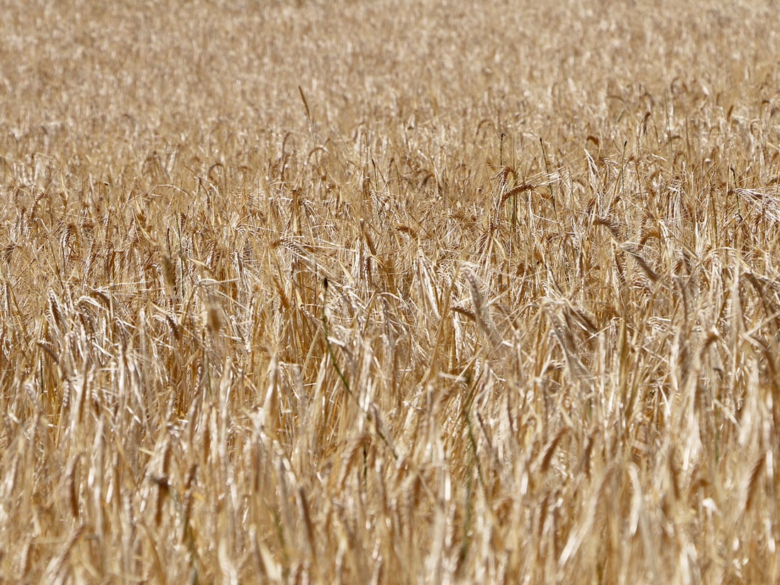 Champ de blés, une nature qualitative à respecter