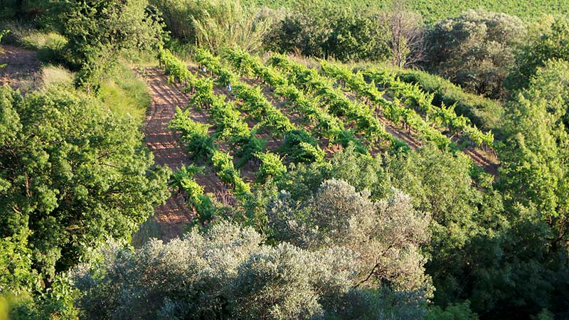 Paysages de vignes au soleil couchant