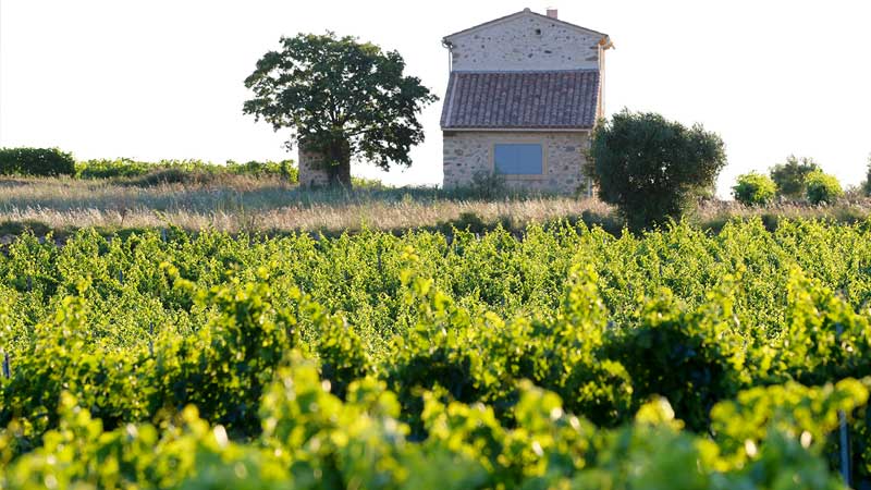 Vue sur les vignes du domaine Mas Farchat