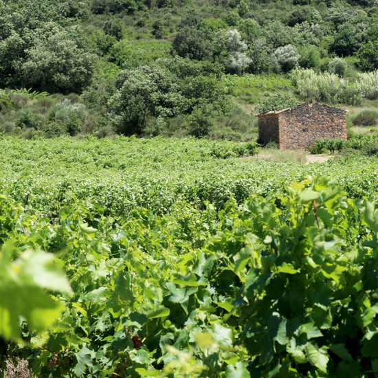 Paysage de vignes à perte de vue