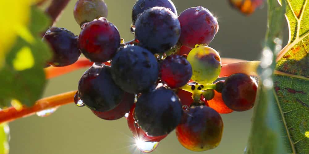 Grapillon dans la lumière rasante du soleil du Languedoc