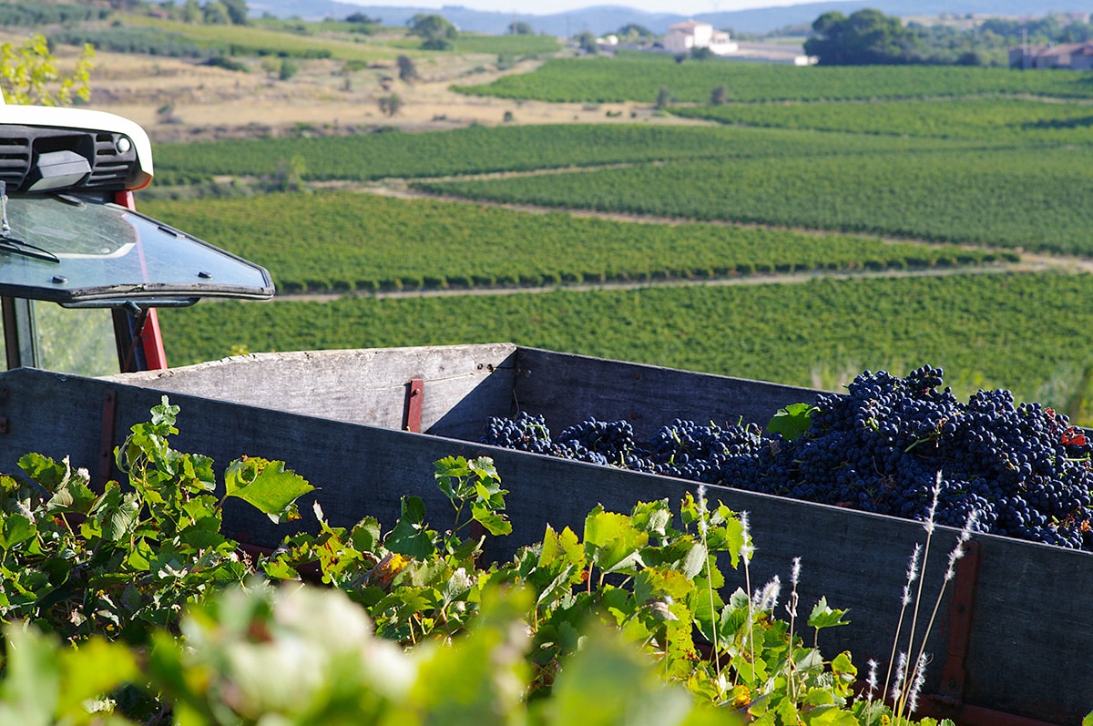 Le bal des vendanges 2015 à Gabian